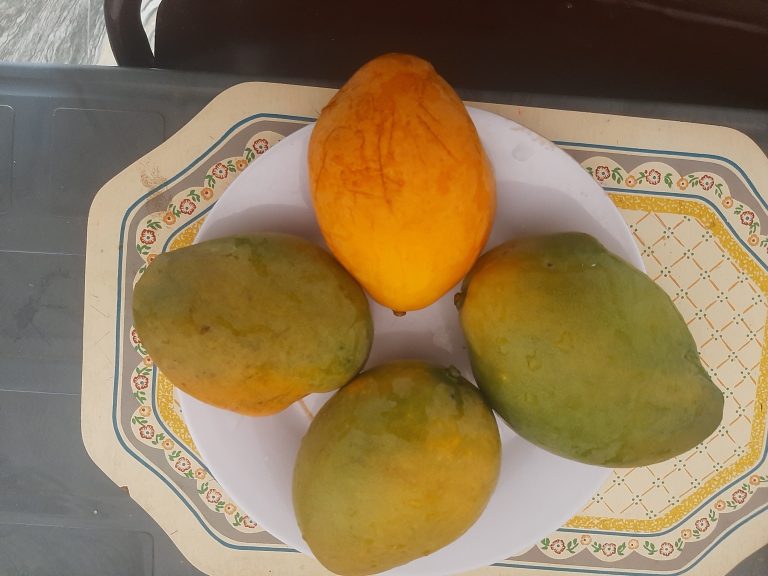 Don’t eat mango late at night. Here’s why