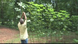 10-foot-tall okra plant