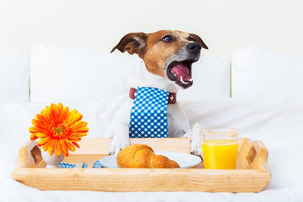 Foods you shouldn’t share with your dog
