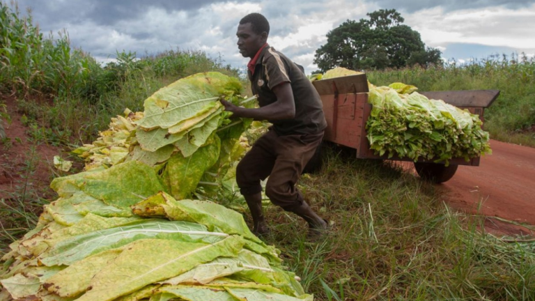 Tobacco farming diseases that farmers, workers may not know!