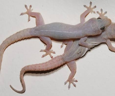Wall gecko not dangerous to humans -Experts