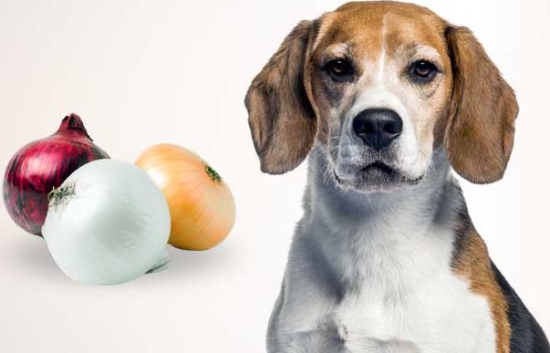 Onion: Good for you, bad for your dog