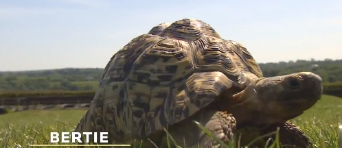 VIDEO: Meet the world’s fastest tortoise Bertie