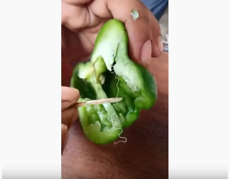 Truth about alleged ‘tiniest poisonous snake’ in green pepper