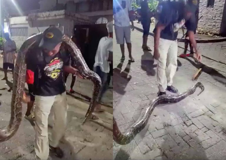 VIDEO: Dolphin Estate residents kill python stealing cats, puppies