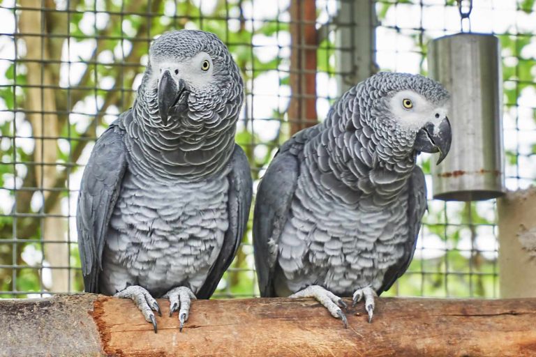 We can’t be responsible for what you hear, zoo tells visitors to swearing parrots’ cage