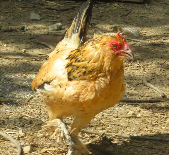 World’s oldest chicken dies at 21