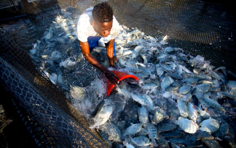 Farmed fish safe to eat -WorldFish scientist
