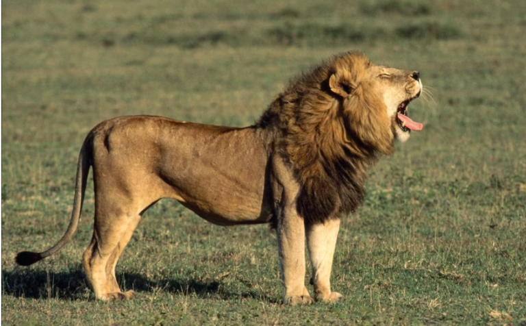 Lion kills its handler at OAU zoo