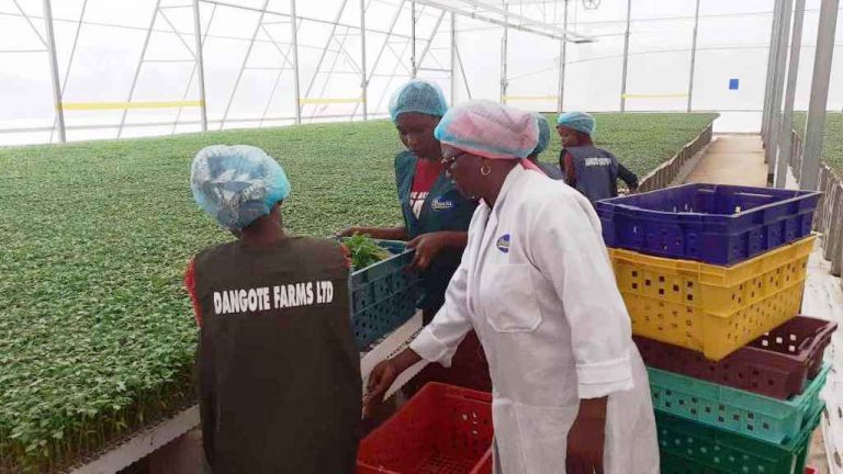 British firm seeks possession of Dangote Farms over $2.45m unpaid fine