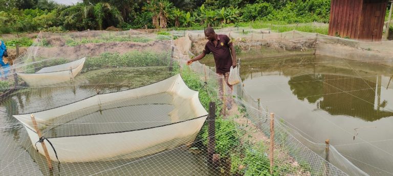 Fish farmers commend Lagos govt for efforts to improve sector