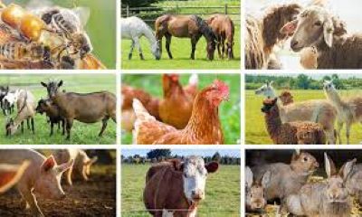 World Bank promises support for livestock farmers in Enugu