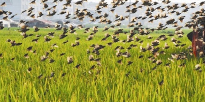 FG begins aerial spray to repel quelea birds in 12 states