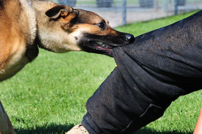 Concerns as dog bite cases rise in Osun State