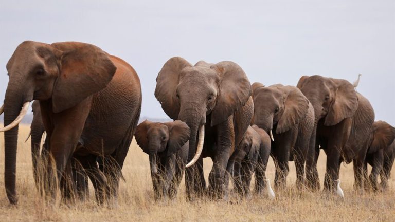 FG unveils national action plan to combat elephant poaching