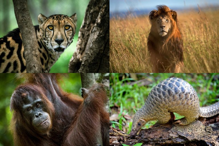 Reps laud UK, US agencies’ inputs on endangered species bill