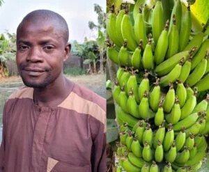 How banana farming helps cater for my 17 kids, three wives -Gombe farmer