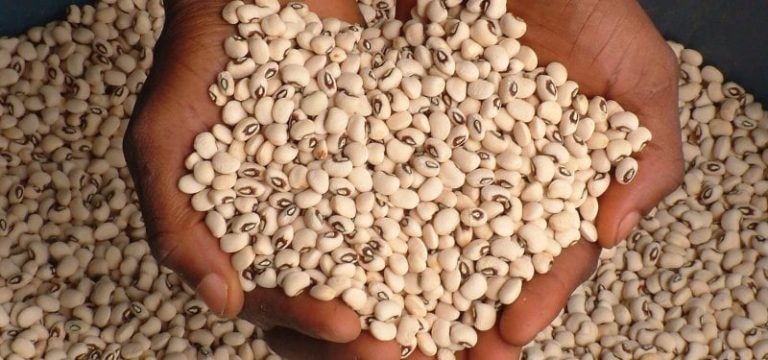 Gates Foundation supports Kano with pest-resistant cowpea seeds