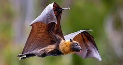 Rabies-infected bat found in Michigan