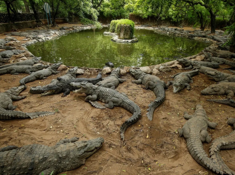 Missing man found inside crocodile