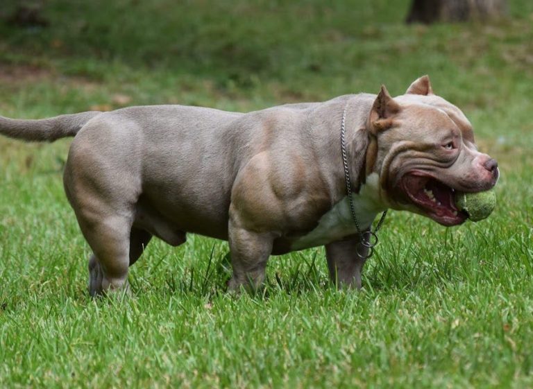 Extra-large bully dogs kill their owner