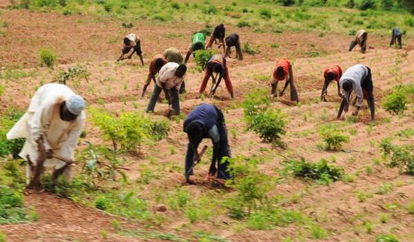 Don’t plant until rainfall is regular, agronomist counsels Gombe farmers