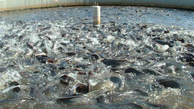 Dadin Kowa: Gombe fish farming hub thriving on year-round water supply