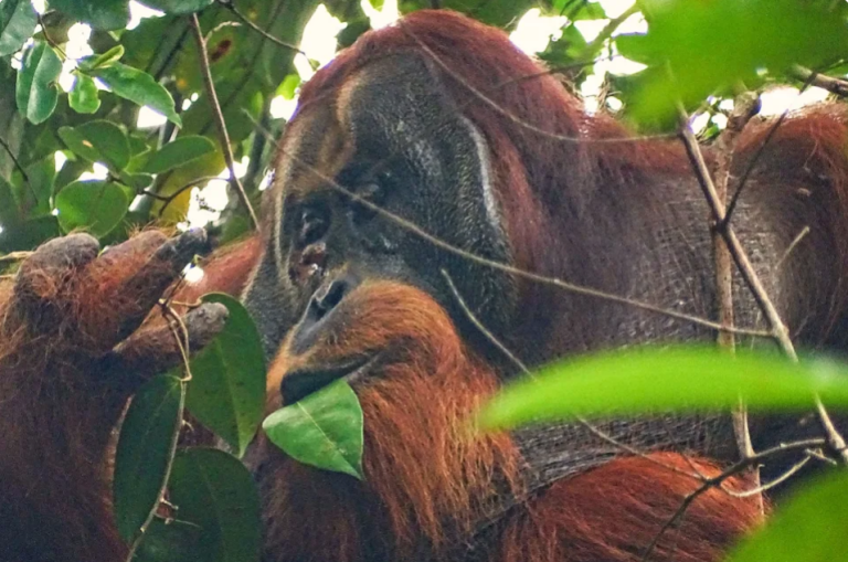 Orangutan seen treating his wound with medicinal plant