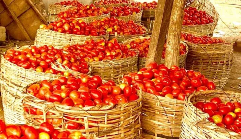 Why tomatoes are expensive -Farmers