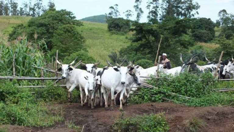 5 injured in farmer-herders’ clash in Jigawa