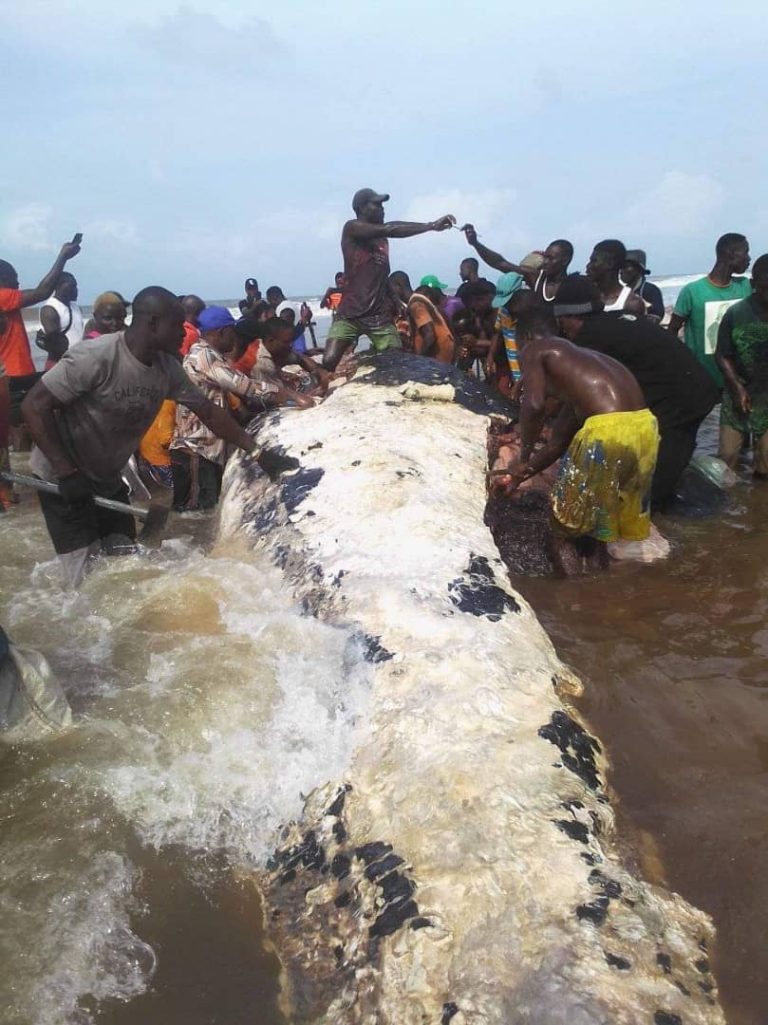 PHOTOS: Bayelsa community feasts on washed-up whale