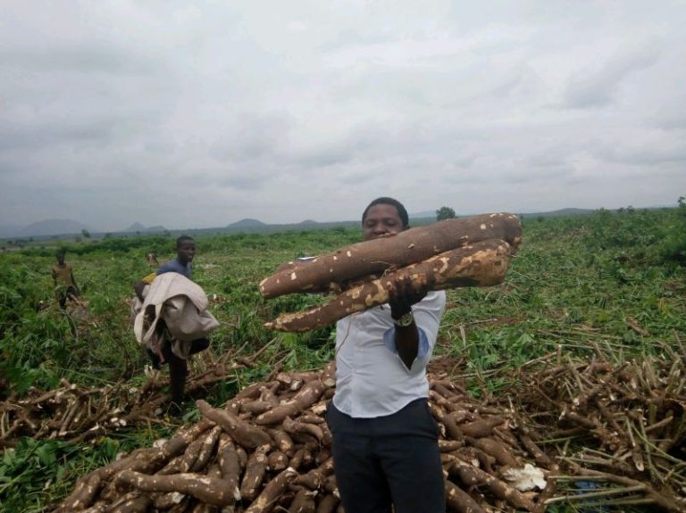 IFAD-VCDP links cassava farmers to off-takers in Enugu