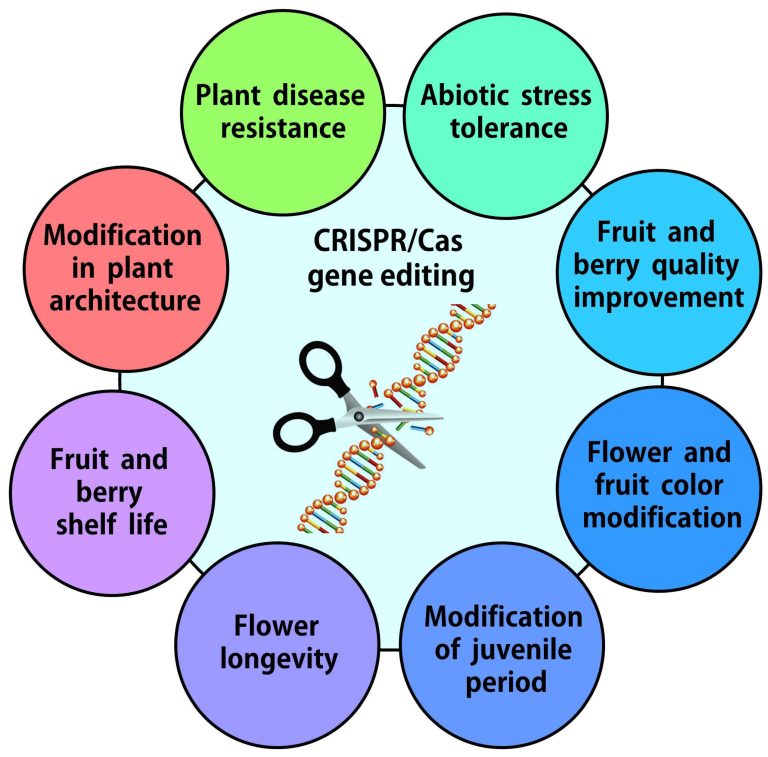 Genome editing technology useful for crop improvement -Expert