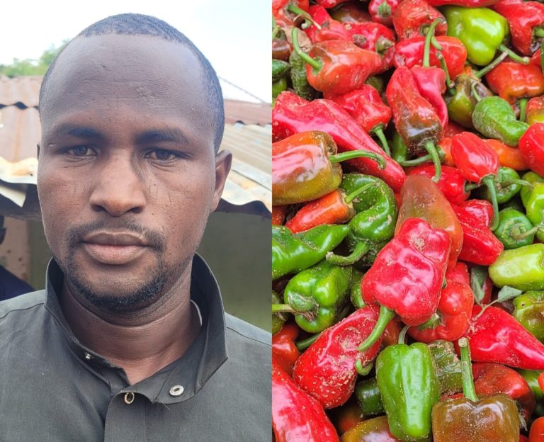 I became a millionaire growing vegetables -Gombe farmer