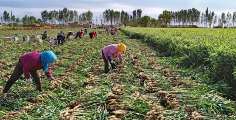 Anambra farmers harvest crops to beat flooding