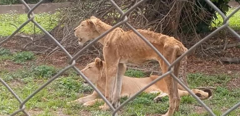 From wild to wary: Shrinking economy leaves zoo animals hungry and struggling