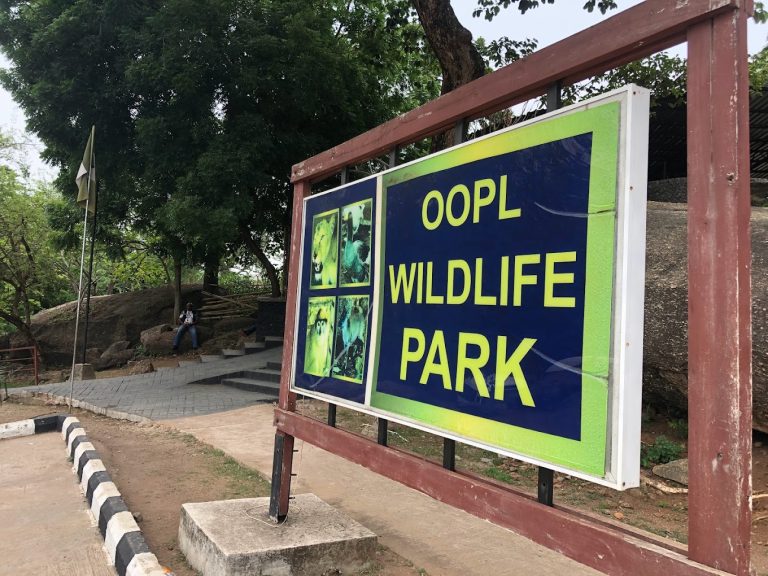 Lion kills worker in Obasanjo Library’s zoo