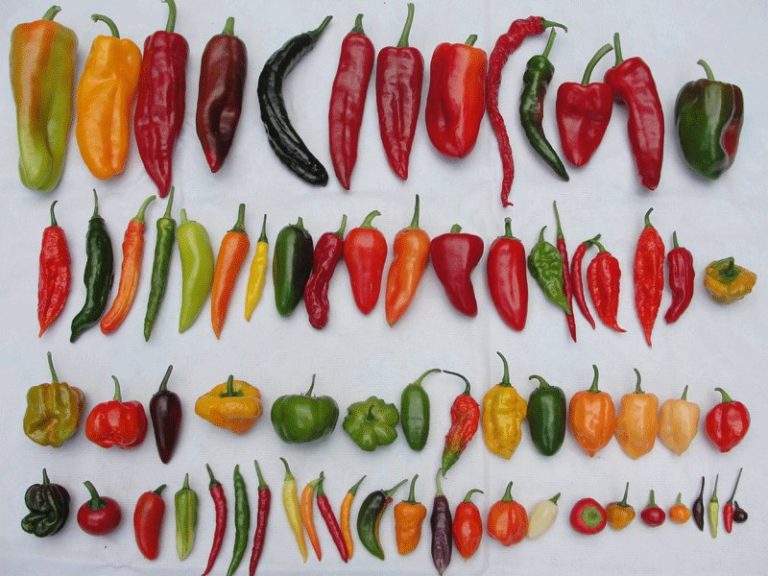 NIHORT to register, release 17 new pepper varieties