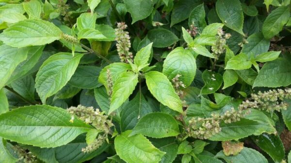 ocimum-gratissimum-scent-leaf-in-the-bush