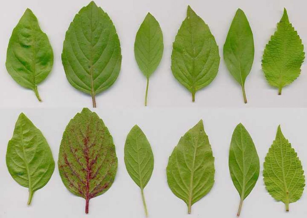 types-of-scent-leaf