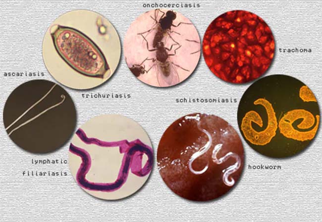 Neglected Tropical Diseases copy