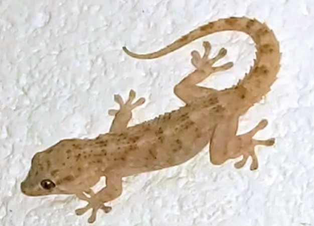 Wall gecko