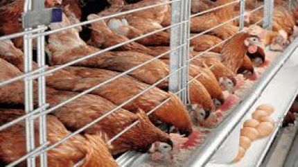 Price of chickens soars in Bauchi as Sallah approaches